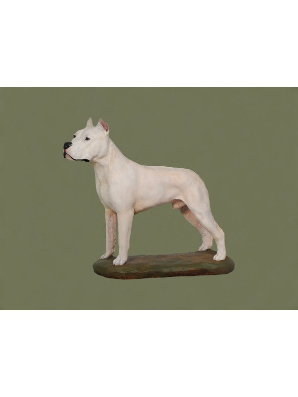 Dogo argentino-miniatyr